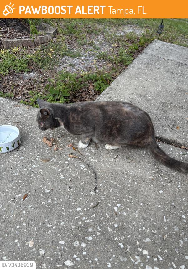 Found/Stray Unknown Cat last seen Birdwater Dr, Tampa, FL 33647