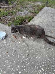 Found/Stray Unknown Cat last seen Birdwater Dr, Tampa, FL 33647