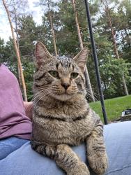 Found/Stray Male Cat last seen 240th and 99th St. Pinestone ests neighborhood, Elk River, MN 55330