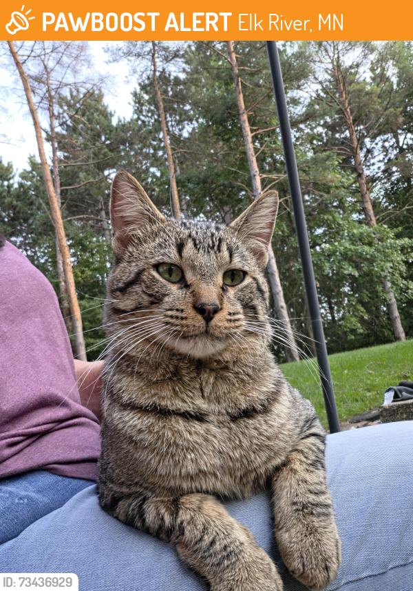 Found/Stray Male Cat last seen 240th and 99th St. Pinestone ests neighborhood, Elk River, MN 55330