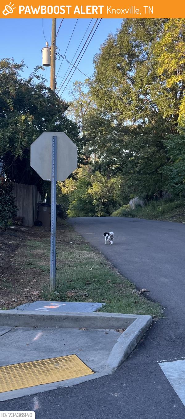 Found/Stray Male Dog last seen Folsom and Kenyon, Knoxville, TN 37917
