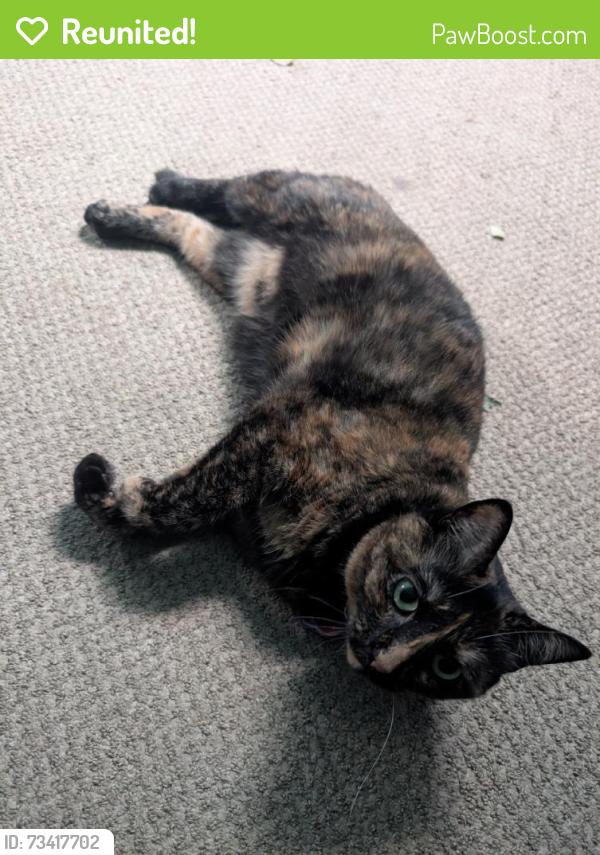 Reunited Female Cat last seen Near Tohickon Hill Rd, Pipersville, PA 18947, USA, Pipersville, PA 18947