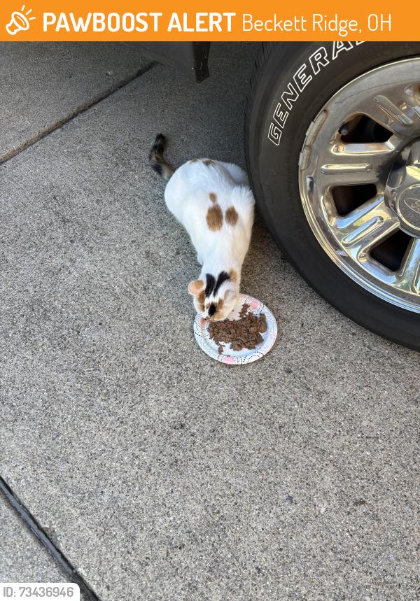 Found/Stray Unknown Cat last seen Beckett Ridge Blvd, Beckett Ridge, OH 45069