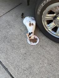 Found/Stray Unknown Cat last seen Beckett Ridge Blvd, Beckett Ridge, OH 45069