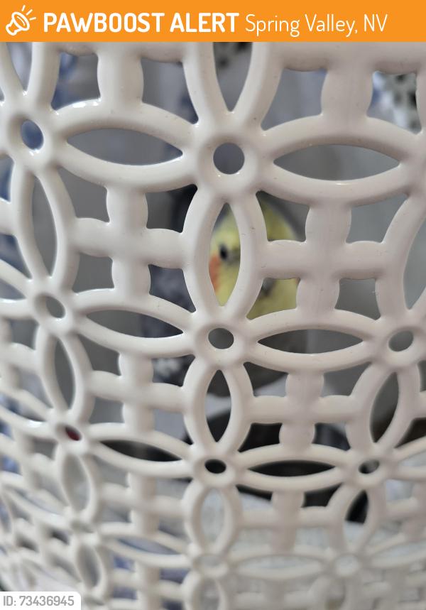 Found/Stray Unknown Bird last seen Hacienda /Misty Morning Dr, Spring Valley, NV 89118