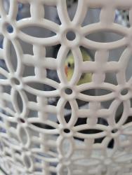 Found/Stray Unknown Bird last seen Hacienda /Misty Morning Dr, Spring Valley, NV 89118