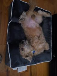 Lost Male Dog last seen West runyon st & Hawthorne ave, Newark, NJ 07108