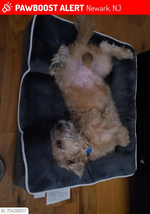 Lost Male Dog last seen West runyon st & Hawthorne ave, Newark, NJ 07108