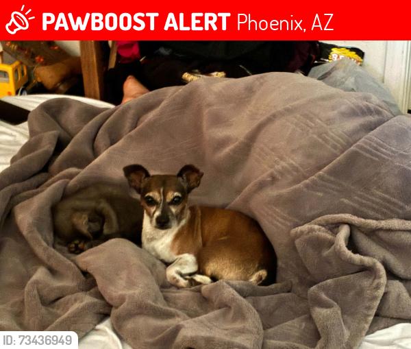 Lost Male Dog last seen 7th Street and e villa theresa, Phoenix, AZ 85022