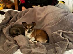 Lost Male Dog last seen 7th Street and e villa theresa, Phoenix, AZ 85022