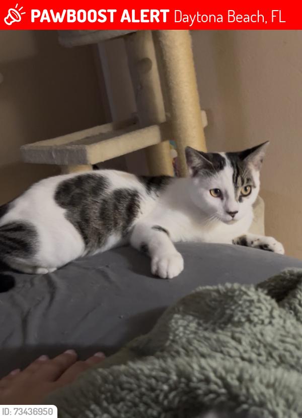 Lost Male Cat last seen North street & Pine street Daytona Beach, Daytona Beach, FL 32119