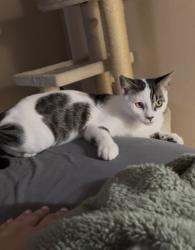 Lost Male Cat last seen North street & Pine street Daytona Beach, Daytona Beach, FL 32119