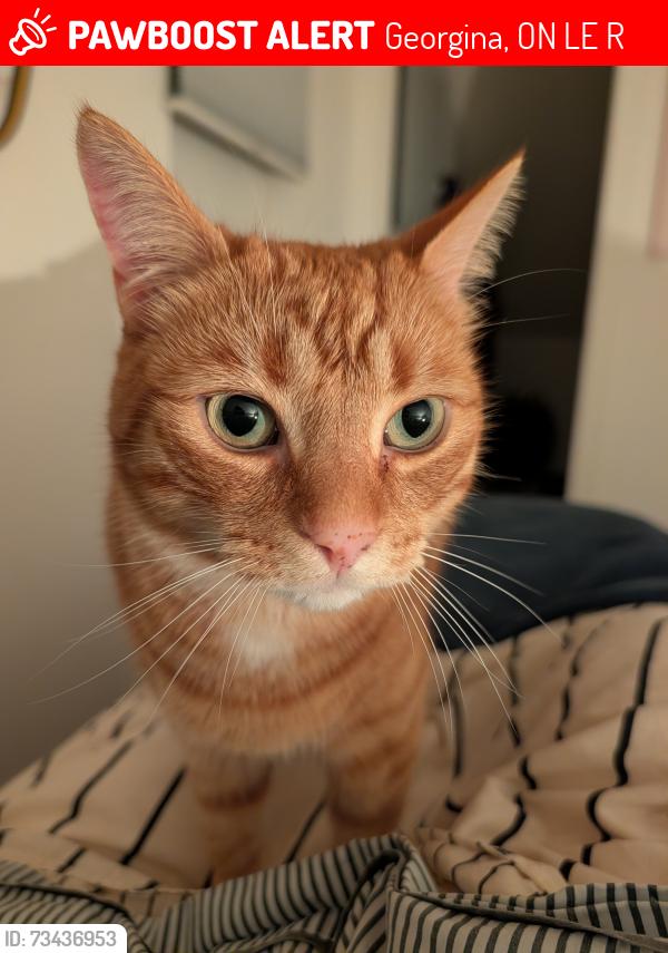 Lost Male Cat last seen HWY 48 & Ravenshoe, Georgina, ON L0E 1R0