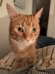 Lost Male Cat last seen HWY 48 & Ravenshoe, Georgina, ON L0E 1R0