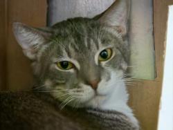 Shelter Stray Male Cat last seen , 1850 W 60th St, Los Angeles, CA 90047, USA