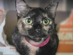 Shelter Stray Female Cat last seen , 1850 W 60th St, Los Angeles, CA 90047, USA