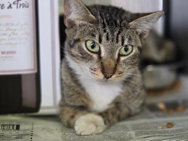 Shelter Stray Female Cat last seen , 1850 W 60th St, Los Angeles, CA 90047, USA