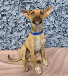 Shelter Stray Male Dog last seen Near BLOCK NILES ST, BAKERSFIELD CA 93306, 3951 Fruitvale Ave, Bakersfield, CA 93308, USA