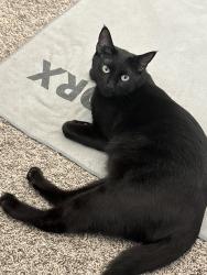 Lost Male Cat last seen Lambert & Air line, Marana, AZ 85653