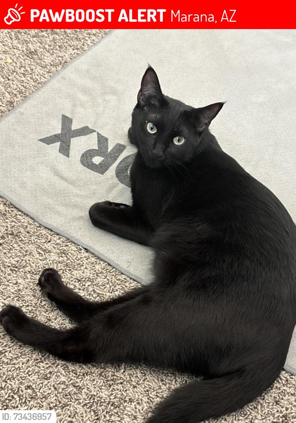 Lost Male Cat last seen Lambert & Air line, Marana, AZ 85653