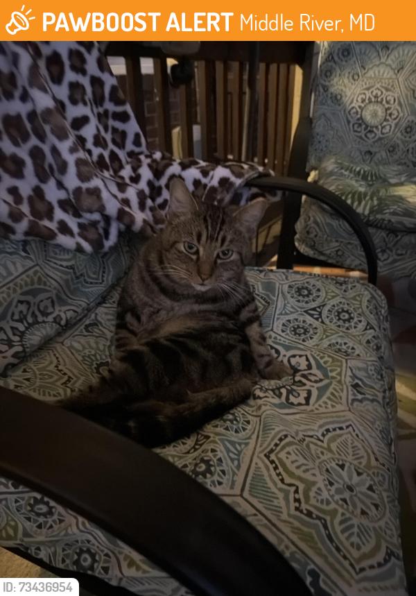 Found/Stray Male Cat last seen Southorn road, Middle River, MD 21220