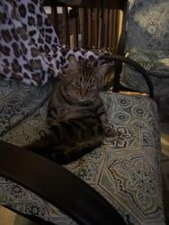 Found/Stray Male Cat last seen Southorn road, Middle River, MD 21220