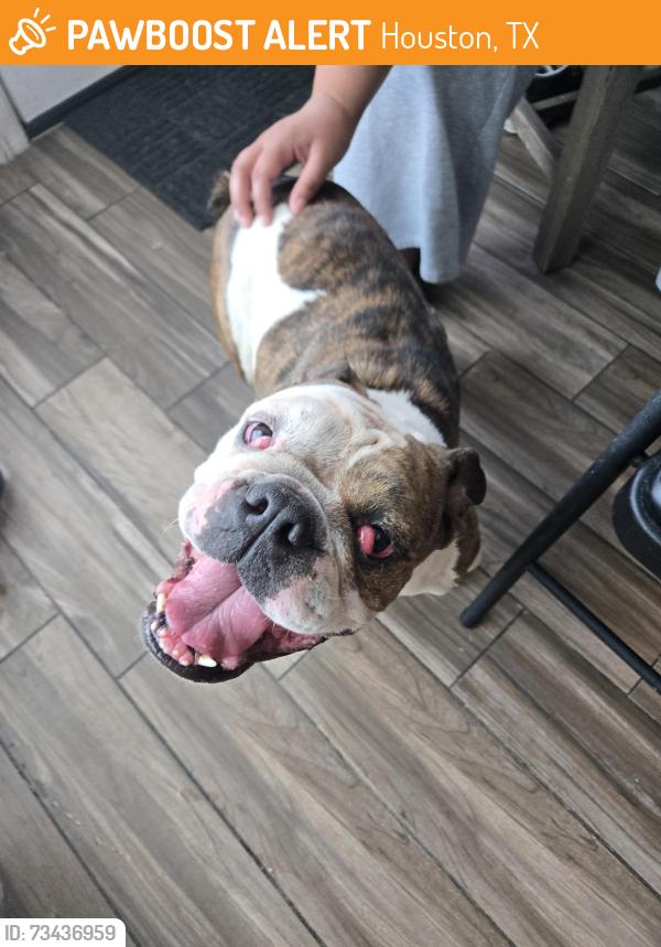 Found/Stray Female Dog last seen Kroger, Houston, TX 77013