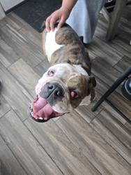 Found/Stray Female Dog last seen Kroger, Houston, TX 77013