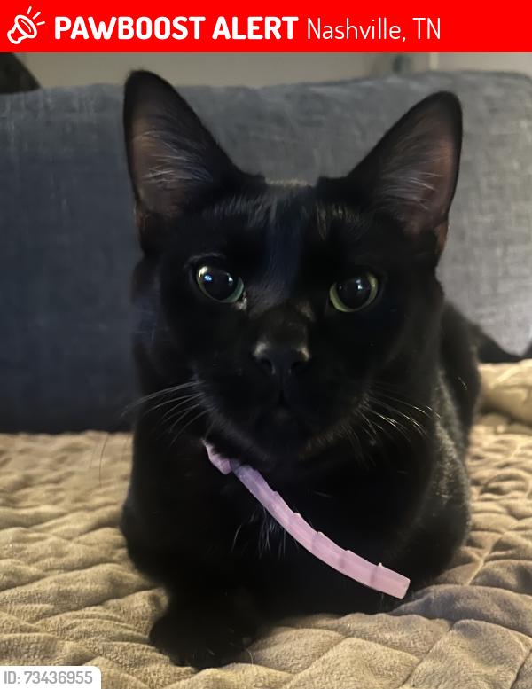 Lost Male Cat last seen James Ave, Nashville, TN 37209