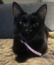 Lost Male Cat last seen James Ave, Nashville, TN 37209