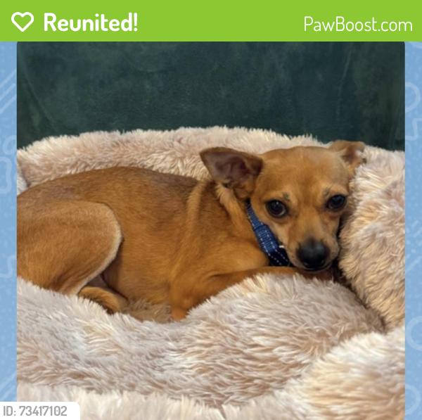 Reunited Male Dog last seen Burning Brook Dr, O'Fallon, MO 63366