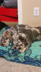 Lost Female Dog last seen Near ERIE RD, Apple Valley, CA 92307