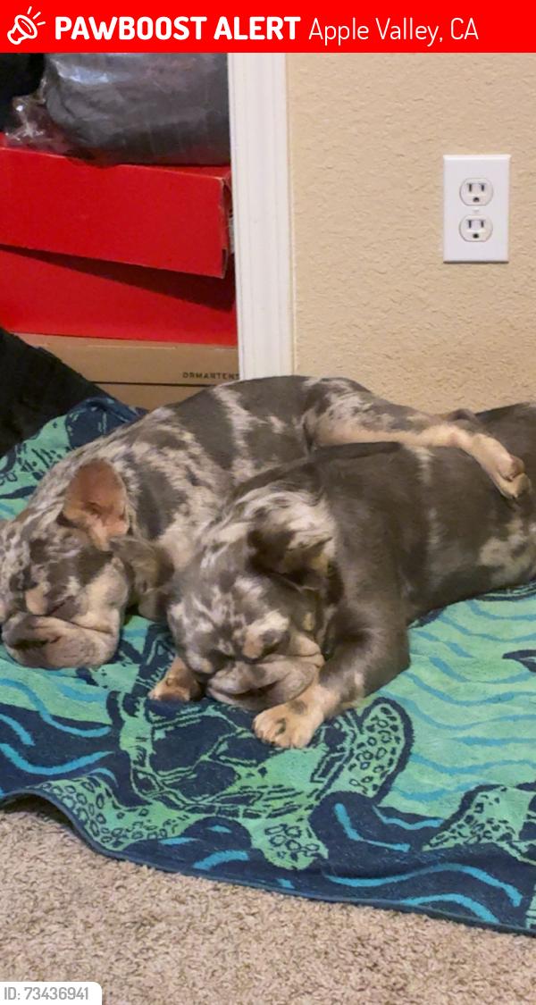 Lost Female Dog last seen Near ERIE RD, Apple Valley, CA 92307