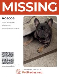 Reunited Male Dog last seen hmstd Way, Antioch, CA 94531