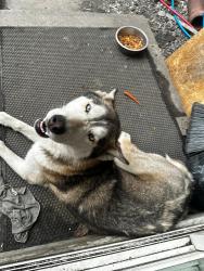 Reunited Female Dog last seen Scranton pa, Scranton, PA 18510