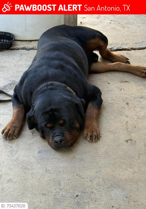 Lost Male Dog last seen Nacogdoches, San Antonio, TX 78217