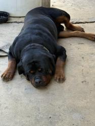 Lost Male Dog last seen Nacogdoches, San Antonio, TX 78217