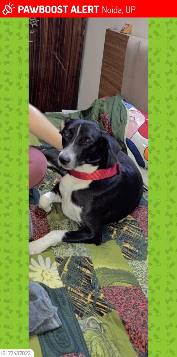 Lost Male Dog last seen Sec 47 or 48 main road, Noida, UP 