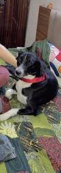 Lost Male Dog last seen Sec 47 or 48 main road, Noida, UP 
