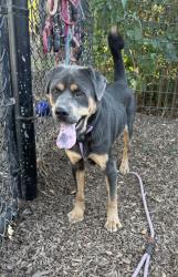Shelter Stray Male Dog last seen Near Redding Rd NE Brookhaven, GA 30319, 30319, GA, 3280 Chamblee Dunwoody Rd, Chamblee, GA 30341, USA