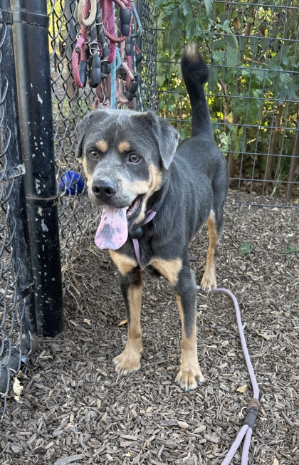 Shelter Stray Male Dog last seen Near Redding Rd NE Brookhaven, GA 30319, 30319, GA, 3280 Chamblee Dunwoody Rd, Chamblee, GA 30341, USA