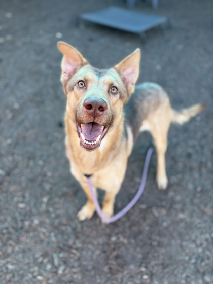 Shelter Stray Male Dog last seen Near Buford Hwy NE, 30329, GA, 3280 Chamblee Dunwoody Rd, Chamblee, GA 30341, USA