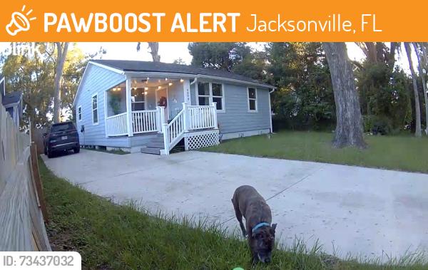 Found/Stray Unknown Dog last seen Near Wheeler Avenue Jacksonville, fl, Jacksonville, FL 32210