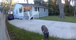Found/Stray Unknown Dog last seen Near Wheeler Avenue Jacksonville, fl, Jacksonville, FL 32210