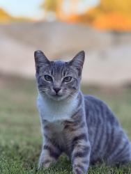 Reunited Female Cat last seen Fallbrook st, Fallbrook, CA 92028