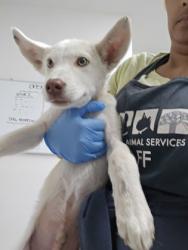 Shelter Stray Male Dog last seen 105th Ave railroad tracks, Oakland, CA, 1101 29th Ave, Oakland, CA 94601, USA