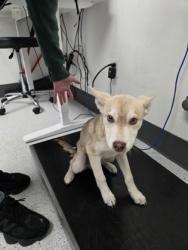 Shelter Stray Male Dog last seen 105th Ave railroad tracks, Oakland, CA, 1101 29th Ave, Oakland, CA 94601, USA