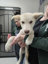 Shelter Stray Male Dog last seen 105th Ave railroad tracks, Oakland, CA, 1101 29th Ave, Oakland, CA 94601, USA