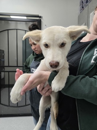 Shelter Stray Male Dog last seen 105th Ave railroad tracks, Oakland, CA, 1101 29th Ave, Oakland, CA 94601, USA