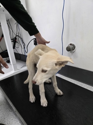 Shelter Stray Male Dog last seen 105th Ave railroad tracks, Oakland, CA, 1101 29th Ave, Oakland, CA 94601, USA